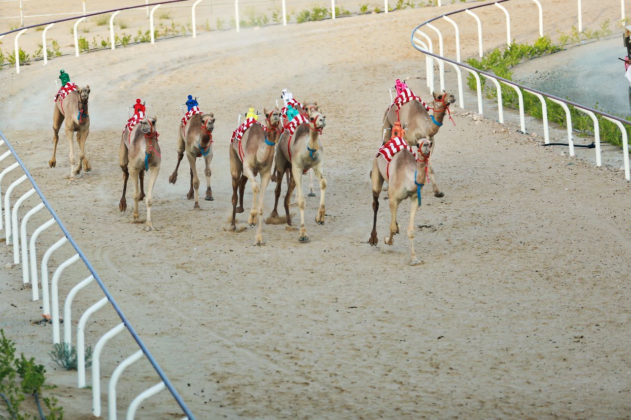MICE activity - Camel Race - Alturis Dubai