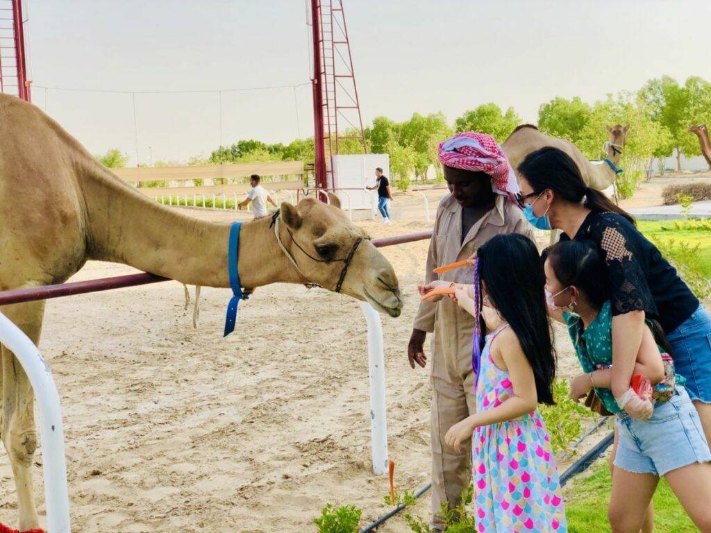 Travel to Dubai with kids - Camel Race - Alturis Tours and Events