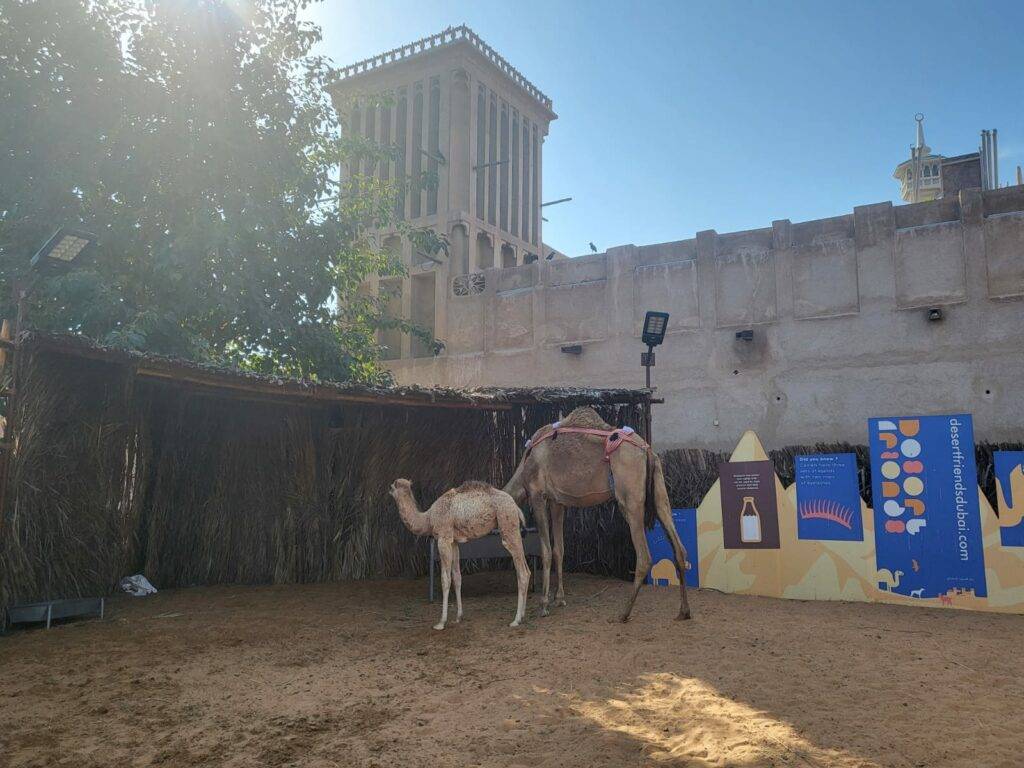 Dubai with kids - Alturis tours and events