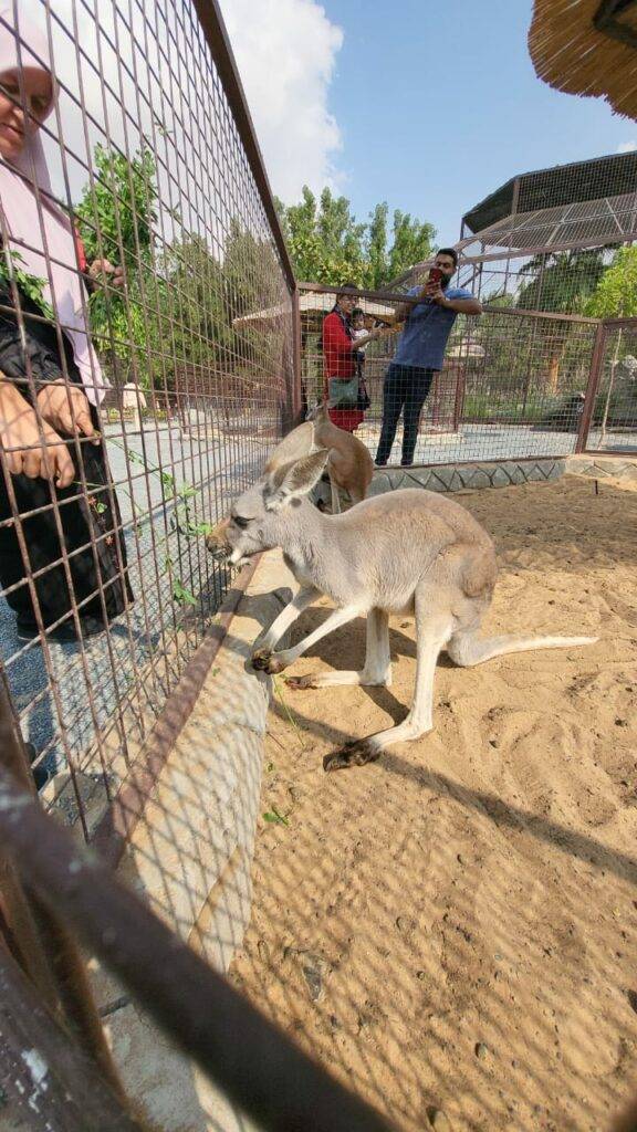 Travel with Kids Dubai – Zoo Kangaroo