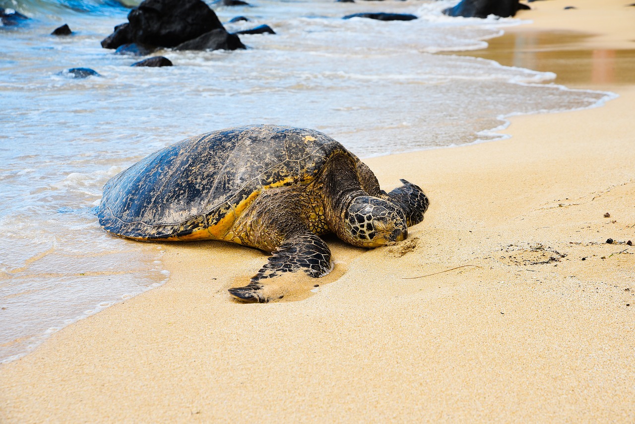 Unique experiences with Alturis Tours and Events - Turtle Beach in Sur